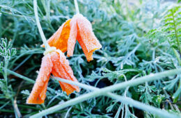 12-23 - der erste frost